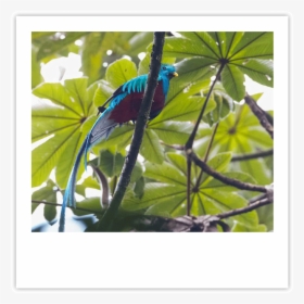 Quetzal Img - Macaw, HD Png Download, Free Download