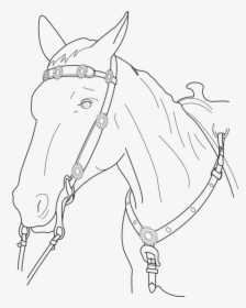 Horse Head Png Clipart - Desenhos De Cabeça De Cavalo, Transparent Png, Free Download