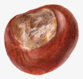Conker With No Background, HD Png Download, Free Download