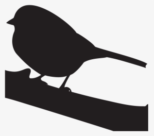 Harris"s Sparrow Overview, All About Birds, Cornell - Golden Crowned Sparrow Silhouette, HD Png Download, Free Download