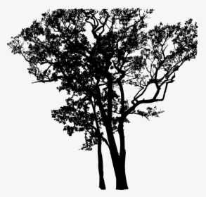Plant,flower,oak - Eucalyptus Tree Black And White Tattoo, HD Png Download, Free Download