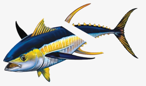 Porc-tn43r Tuna With Split Reverse - Yellowfin Tuna, HD Png Download, Free Download