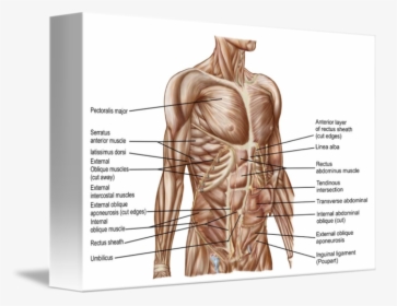 Anatomical Muscle Stretching Png - Human Abdominal Muscle Anatomy, Transparent Png, Free Download