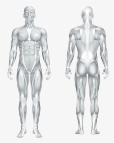 Human Anatomy, HD Png Download, Free Download