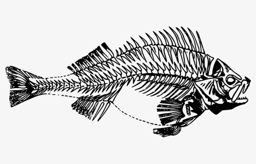 Free Vector Graphic - Fish Skeleton Png, Transparent Png, Free Download
