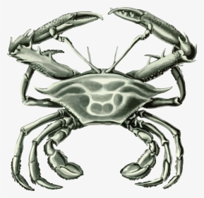 Free Clipart Of A Crab - Crustacean, HD Png Download, Free Download