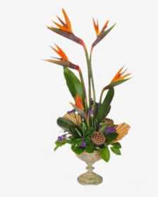 Bird Of Paradise Plant Png - Bird Of Paradise, Transparent Png, Free Download