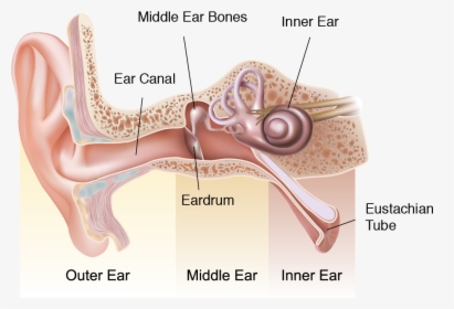 Asset 2 Logo - Ear Diagram Outer Middle Inner, HD Png Download, Free Download