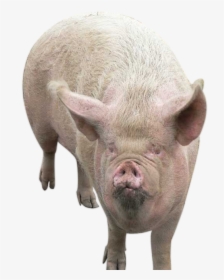 Transparent Pig - Trump Looks Like A Pig, HD Png Download, Free Download