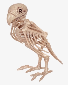 Skeleton Birds, HD Png Download, Free Download