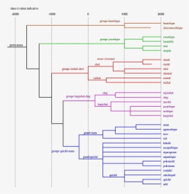 Tree Of Maya Languages - Tree Of Languages, HD Png Download, Free Download