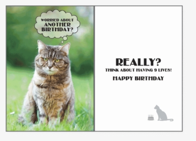 9 Lives"  Class= - Greeting Card, HD Png Download, Free Download