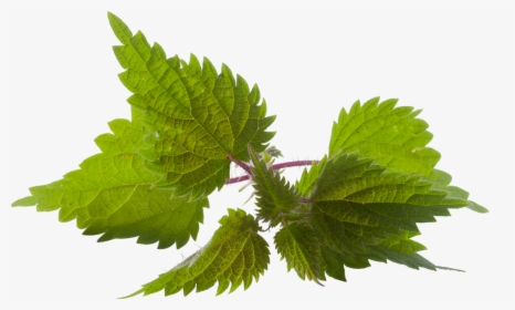Fresh Nettle Png Transparent Background - Herbal Hair Oil Png, Png Download, Free Download