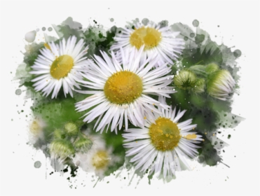 Daisy Watercolor Art Carry All Pouch For Sale By Christina - Thank You Daisies, HD Png Download, Free Download