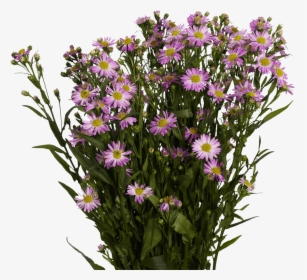 Best Pink Aster Flowers - New York Aster, HD Png Download, Free Download