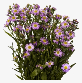 Fresh Purple Aster Flowers - New England Aster, HD Png Download, Free Download