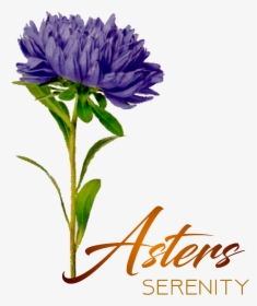 Aster - African Daisy, HD Png Download, Free Download