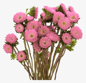 Best Pink Aster Matsumoto Flowers - Bouquet, HD Png Download, Free Download