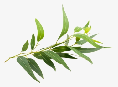 190604ieucalyptus - Eucalyptus Radiata Png, Transparent Png, Free Download
