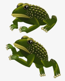 Preview - Frog, HD Png Download, Free Download