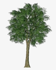 3d Trees - Oak - Acca Software - Tree, HD Png Download, Free Download