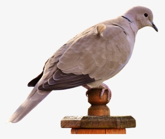 Collared Dove Transparent Background, HD Png Download, Free Download
