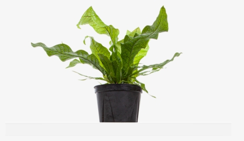 Large / Grow - Flowerpot, HD Png Download, Free Download