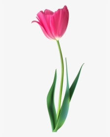 High Resolution Beautiful Tulips, HD Png Download, Free Download