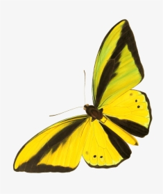 Drawing Cut-out Yellow Butterfly - Yellow Vintage Butterfly Prints, HD Png Download, Free Download