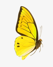 Yellow Butterfly Drawing Cut-out - Yellow Vintage Butterfly Prints, HD Png Download, Free Download