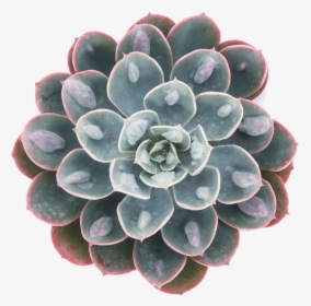 Echeveria Raindrops X Hyalina, HD Png Download, Free Download