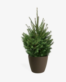 Christmas Tree, HD Png Download, Free Download