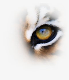 Tiger Eyes Png Download - Close-up, Transparent Png, Free Download