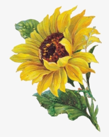 Sunflower Watercolor Png, Transparent Png, Free Download