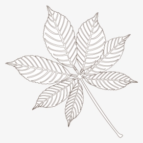 Buckeye Leaf - Maple Leaf, HD Png Download, Free Download
