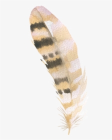 #freetoedit #watercolor #feather - Vascular Plant, HD Png Download, Free Download
