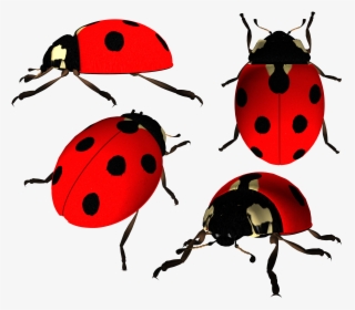 Ladybug Png Image - Ladybug Png, Transparent Png, Free Download