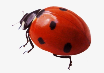 Beautiful Ladybug Clipart - Ladybug, HD Png Download, Free Download