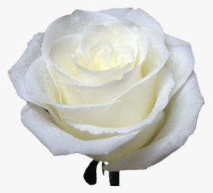White Roses For Bouquets - Floribunda, HD Png Download, Free Download