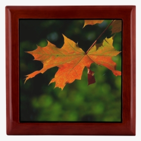 Red Maple Leaf In A Red Mahogany Wooden Jewelry Box - Autumn, HD Png Download, Free Download
