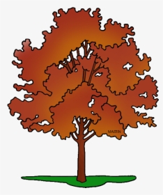 Maple Tree Clipart Banner Royalty Free United States - Rhode Island State Tree Drawing, HD Png Download, Free Download