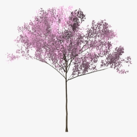 Pohon Sakura Png - Bunga Sakura Png, Transparent Png, Free Download