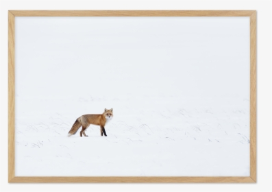 Arctic Fox - Red Fox, HD Png Download, Free Download