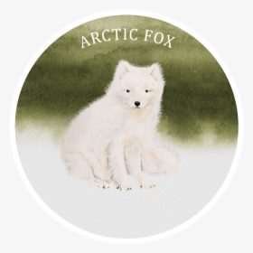 Arctic Fox, HD Png Download, Free Download