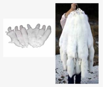 Picture - Arctic Fox Pelt Trade, HD Png Download, Free Download