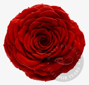 Red Rose Preserved Big Rosesbyroses - Garden Roses, HD Png Download, Free Download