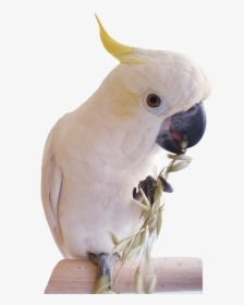 Dried Oats - Sulphur-crested Cockatoo, HD Png Download, Free Download
