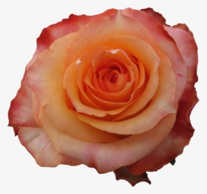 Garden Roses, HD Png Download, Free Download