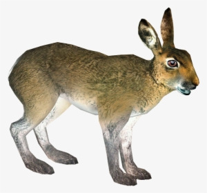 Mountain Hare - Swamp Rabbit, HD Png Download, Free Download