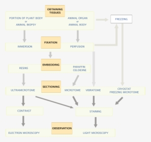 Histological Processing - Fixation In Histological Techniques, HD Png Download, Free Download